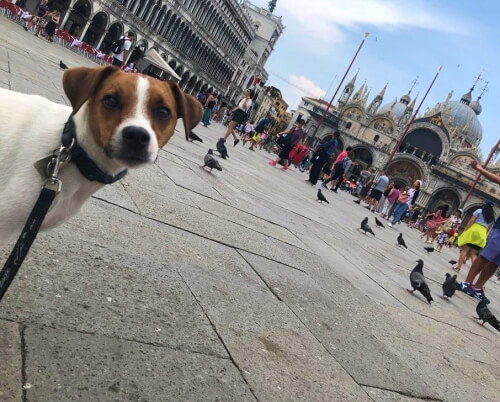 Bringing your dog to Venice Italy Bringing your dog to Venice Italy
