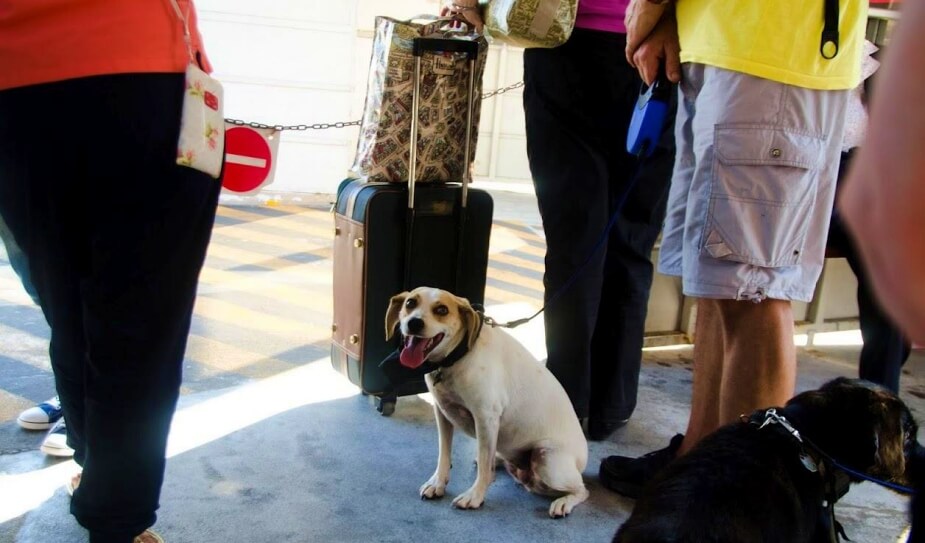 Dog on boat Venice bring Dog on boat Venice bring